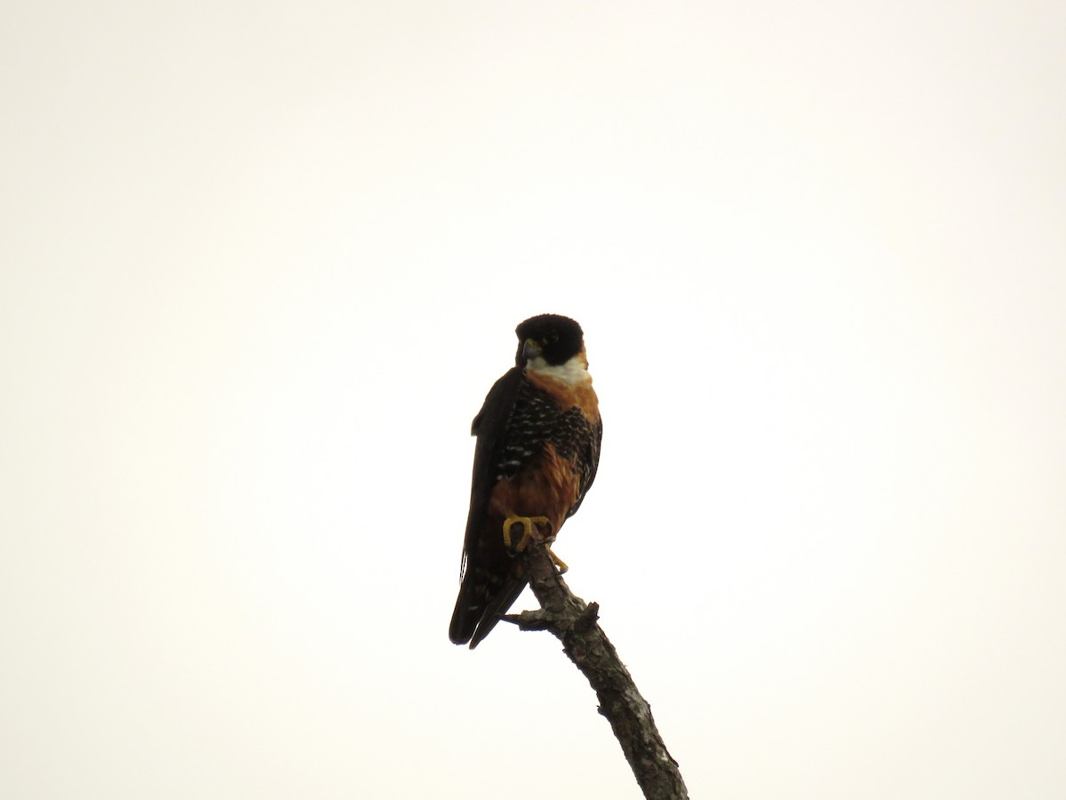 Orange-breasted Falcon - ML322935881