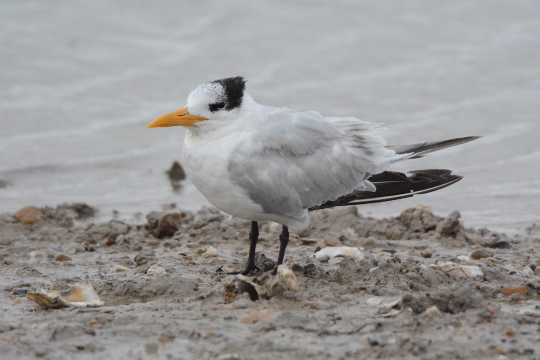 Royal Tern - ML322936101