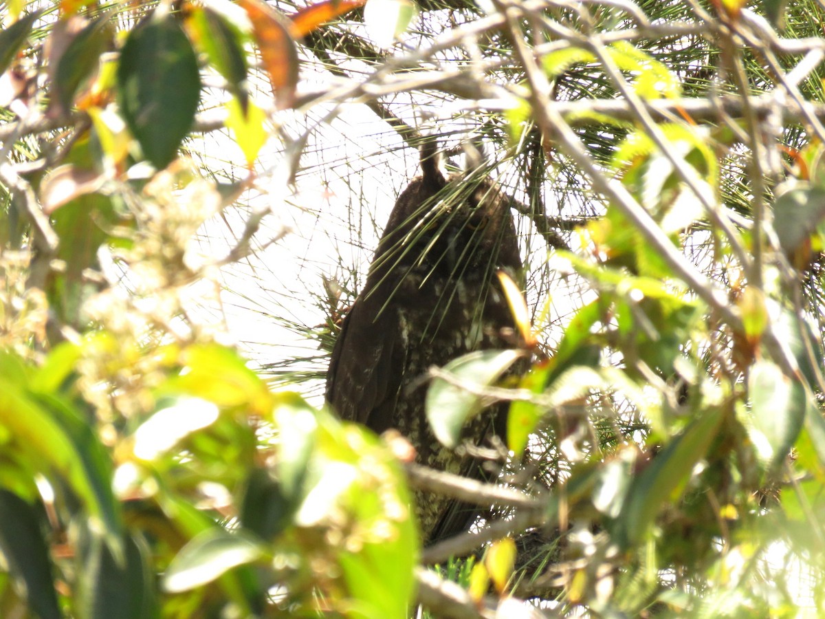 Stygian Owl - ML322936671