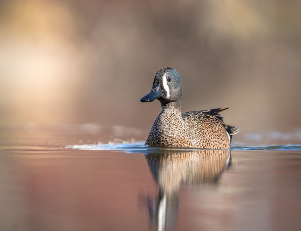 Blue-winged Teal - ML322936701