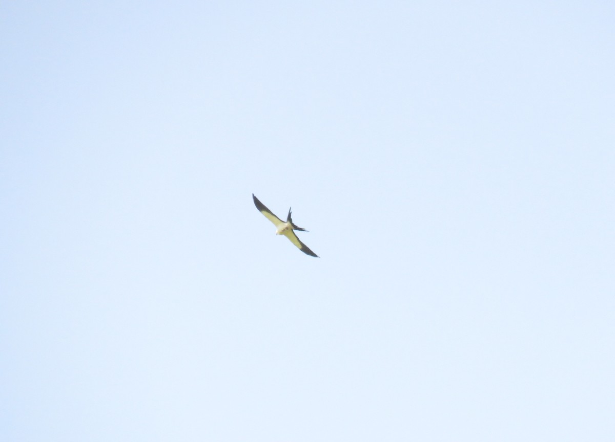 Swallow-tailed Kite - ML322936721