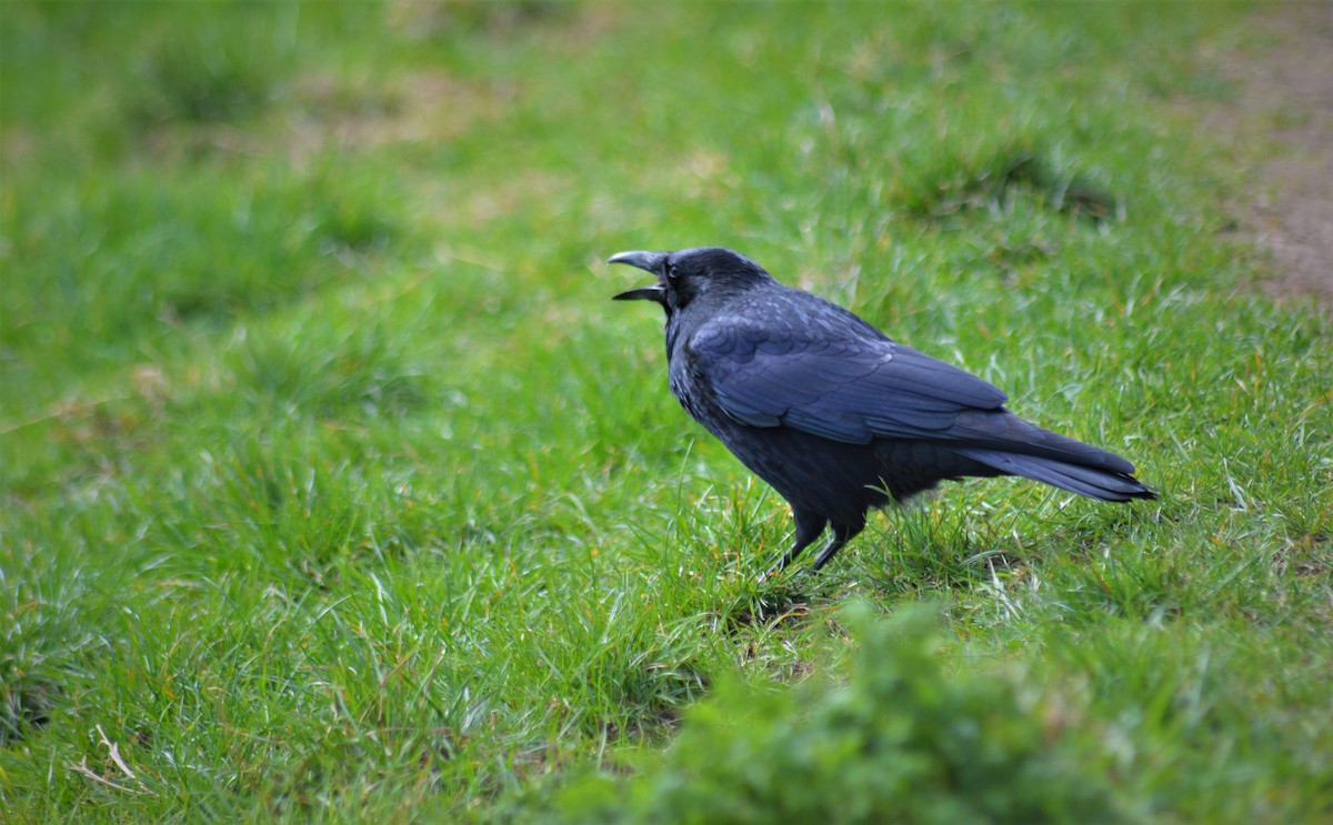 Carrion Crow - ML322936731