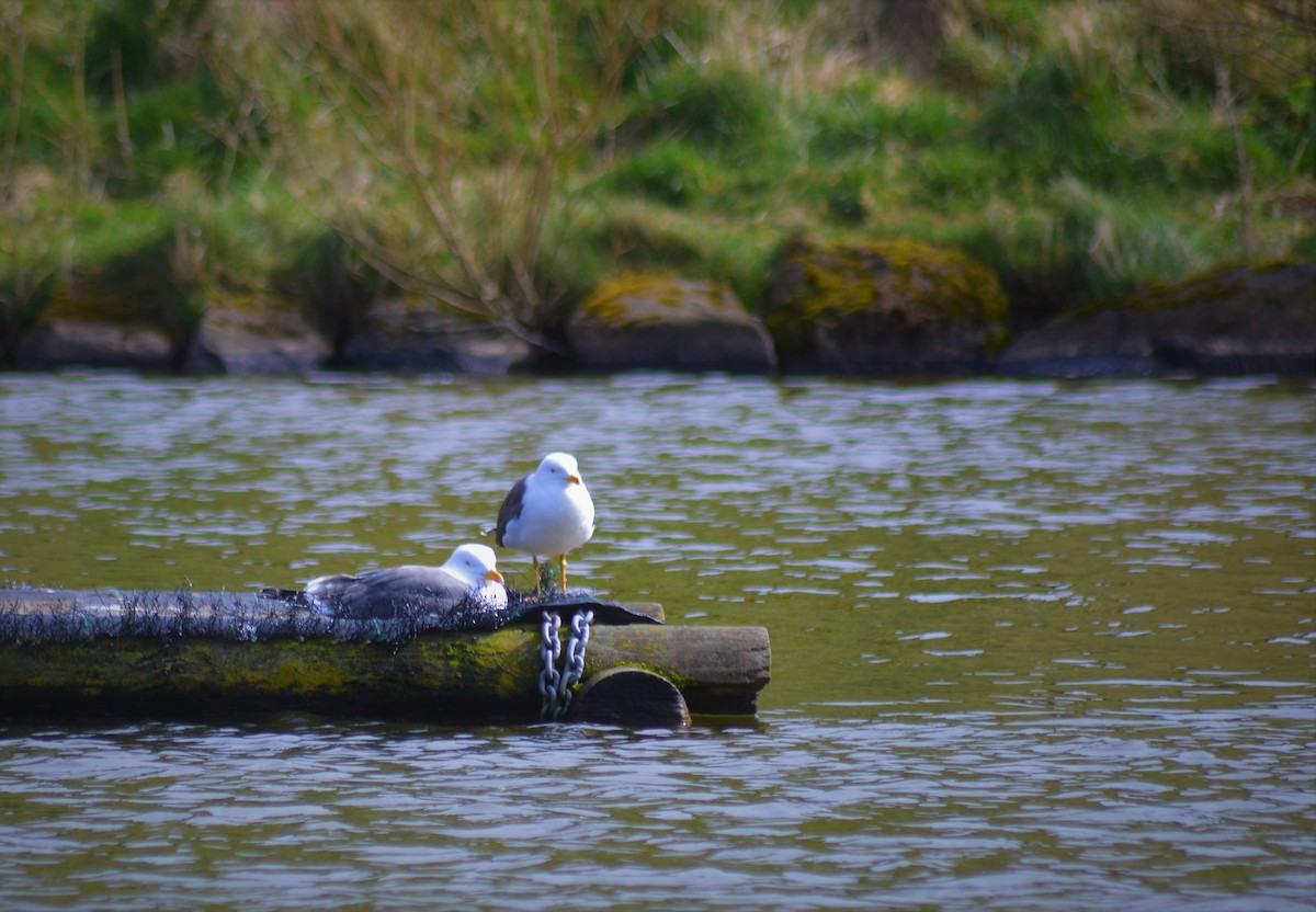 Lesser Black-backed Gull - ML322936751