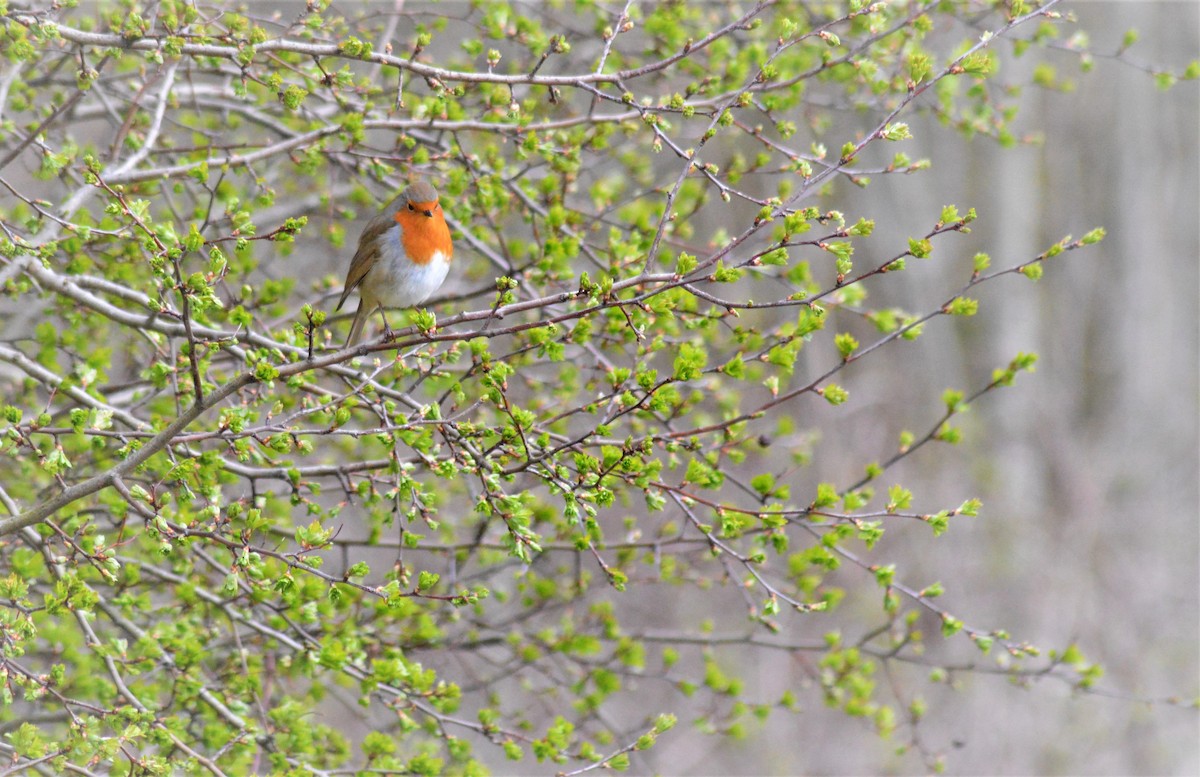 European Robin - ML322936771