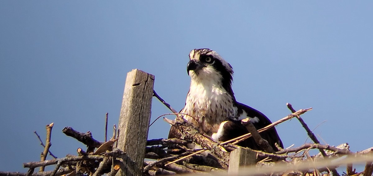 Águila Pescadora - ML322936801