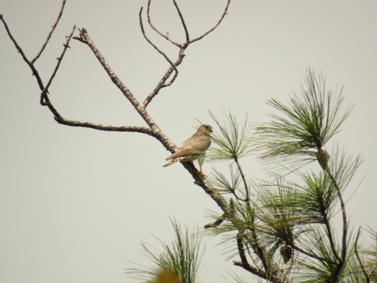 Smeriglio - ML322937051