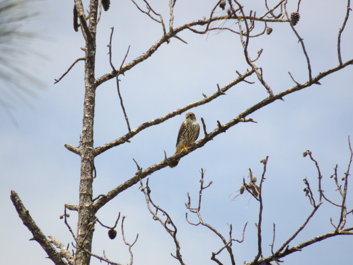 Smeriglio - ML322937061