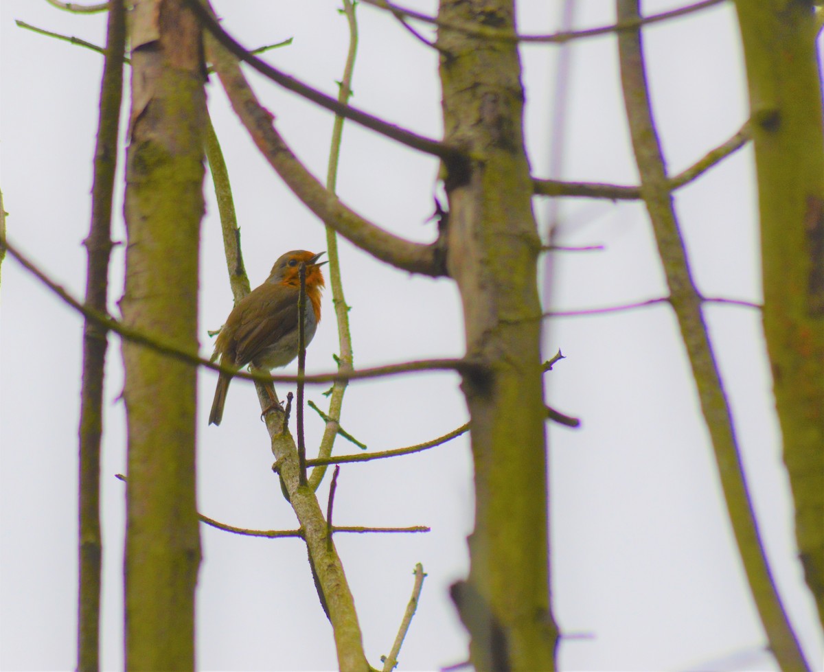 European Robin - ML322937181