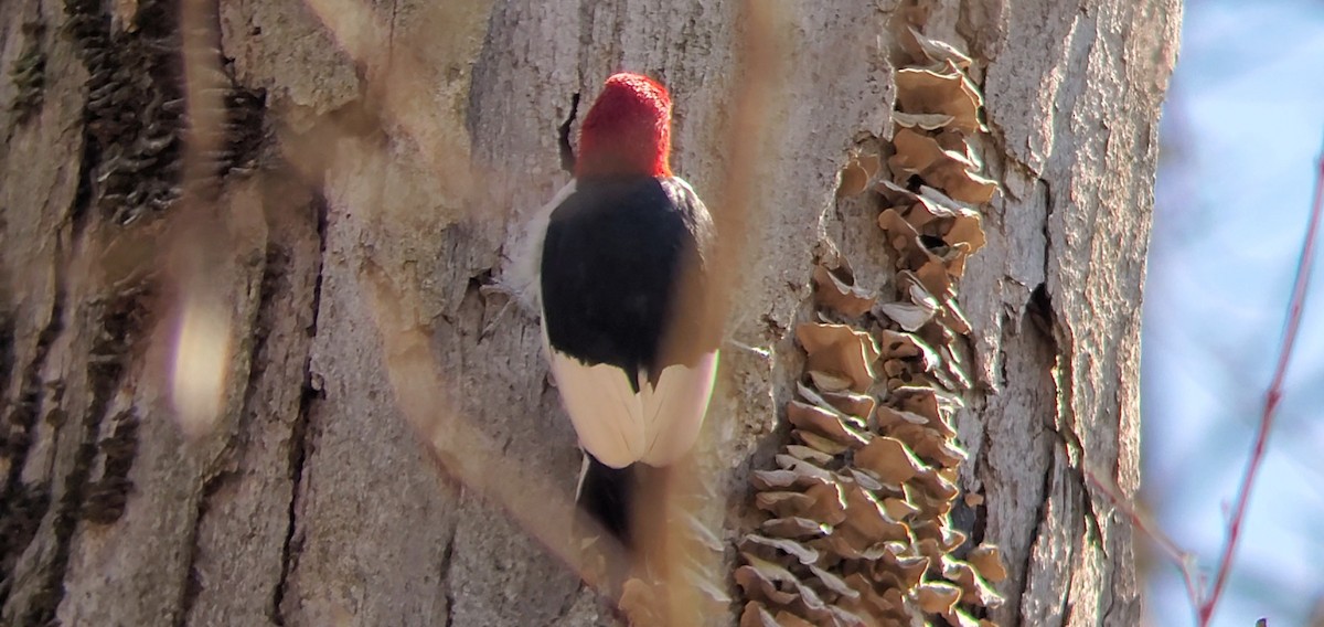 Red-headed Woodpecker - ML322937201