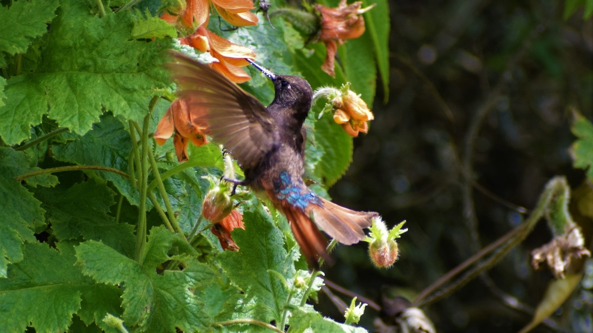 kolibřík černokápý - ML322938561