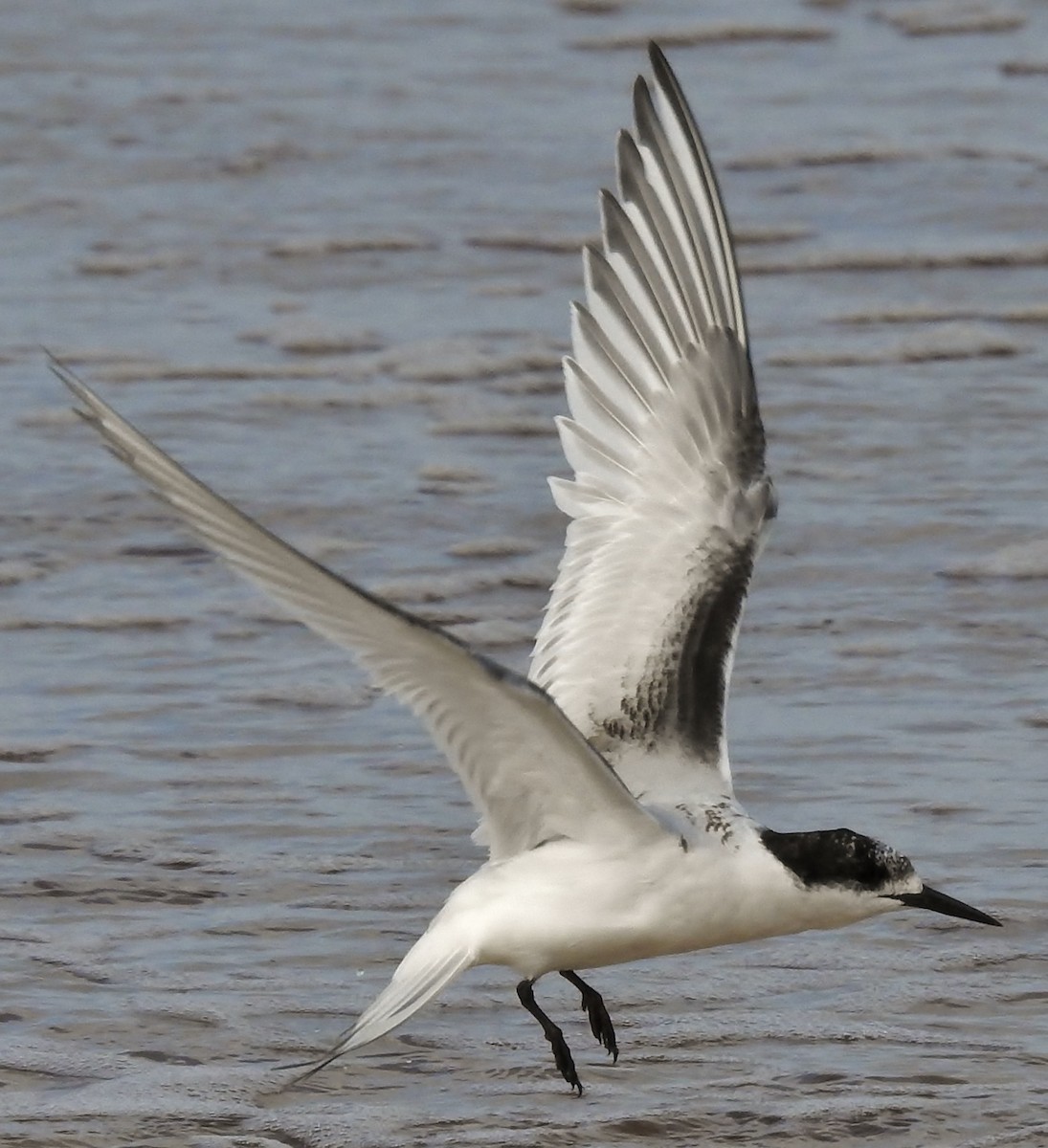 White-fronted Tern - ML32293961