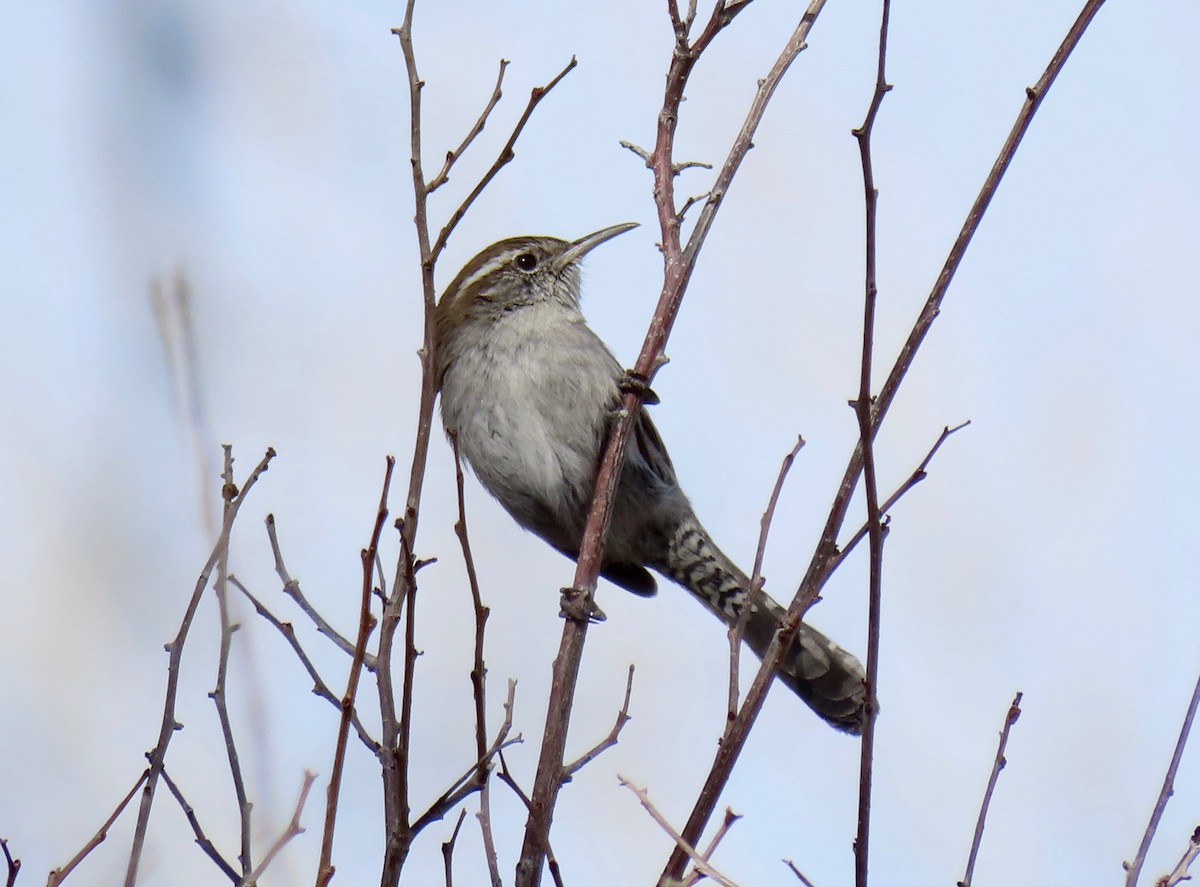 Bewick's Wren - ML322939661