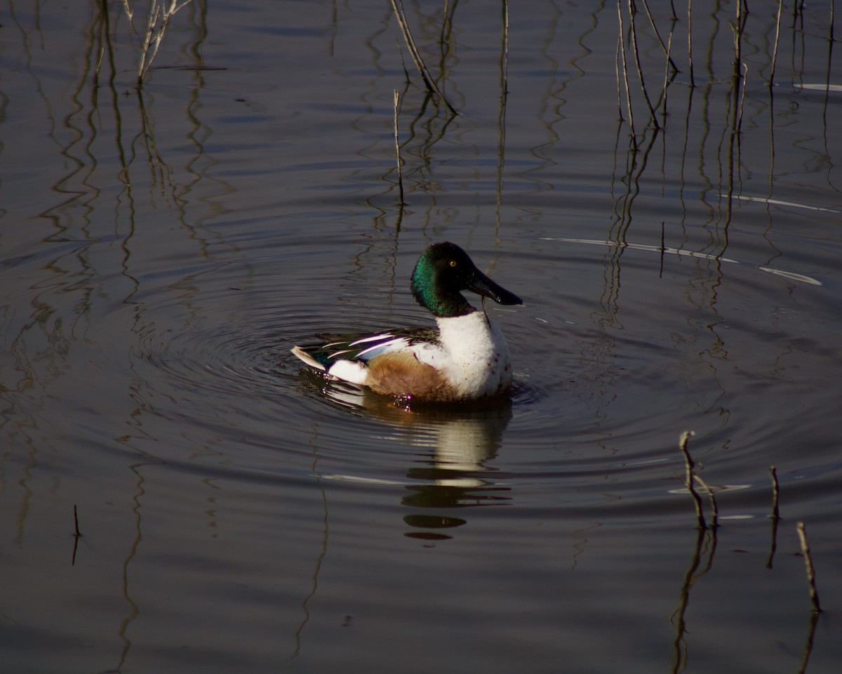 Northern Shoveler - Nick Nepokroeff