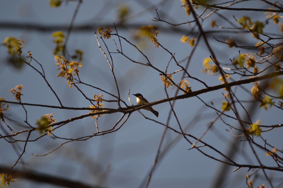 Eastern Phoebe - Daniel Bosko