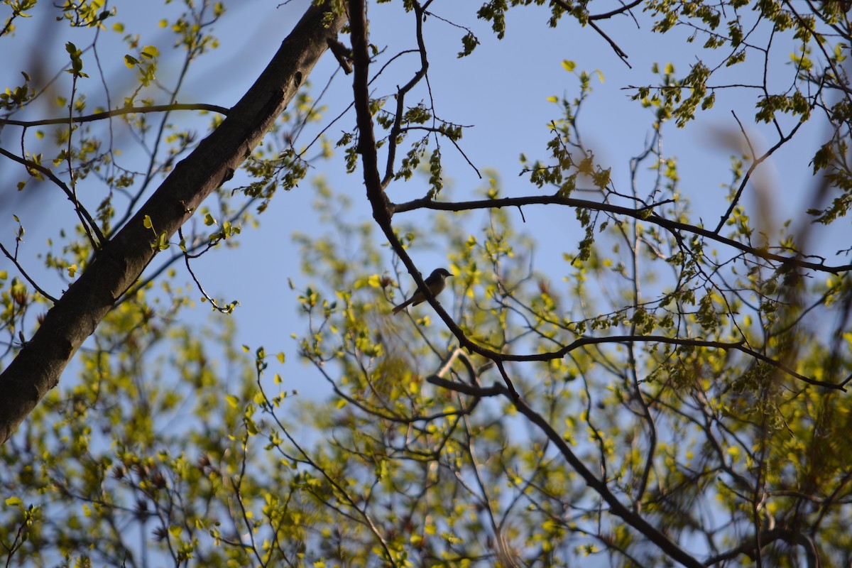 Eastern Phoebe - Daniel Bosko