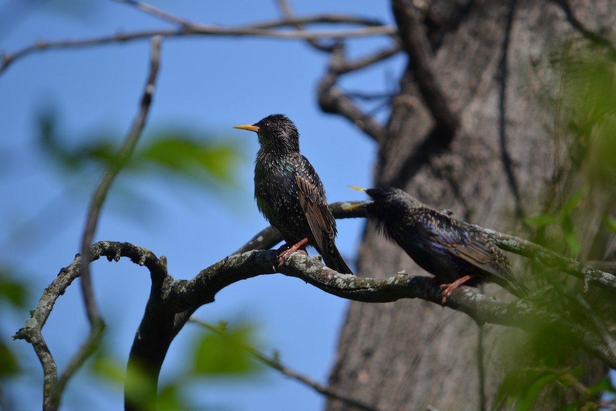 European Starling - ML322941261