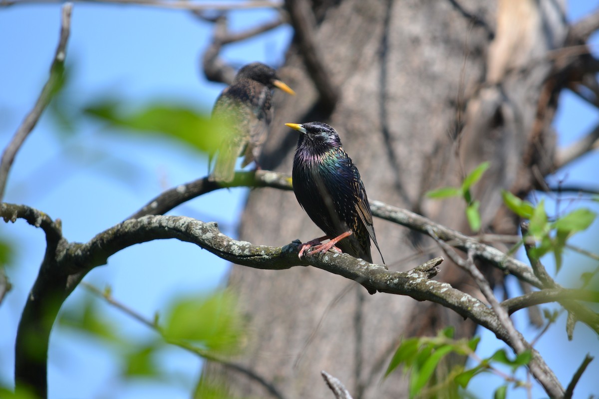 European Starling - ML322941271