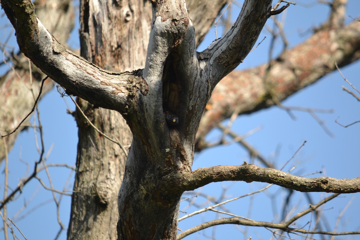 European Starling - ML322941291