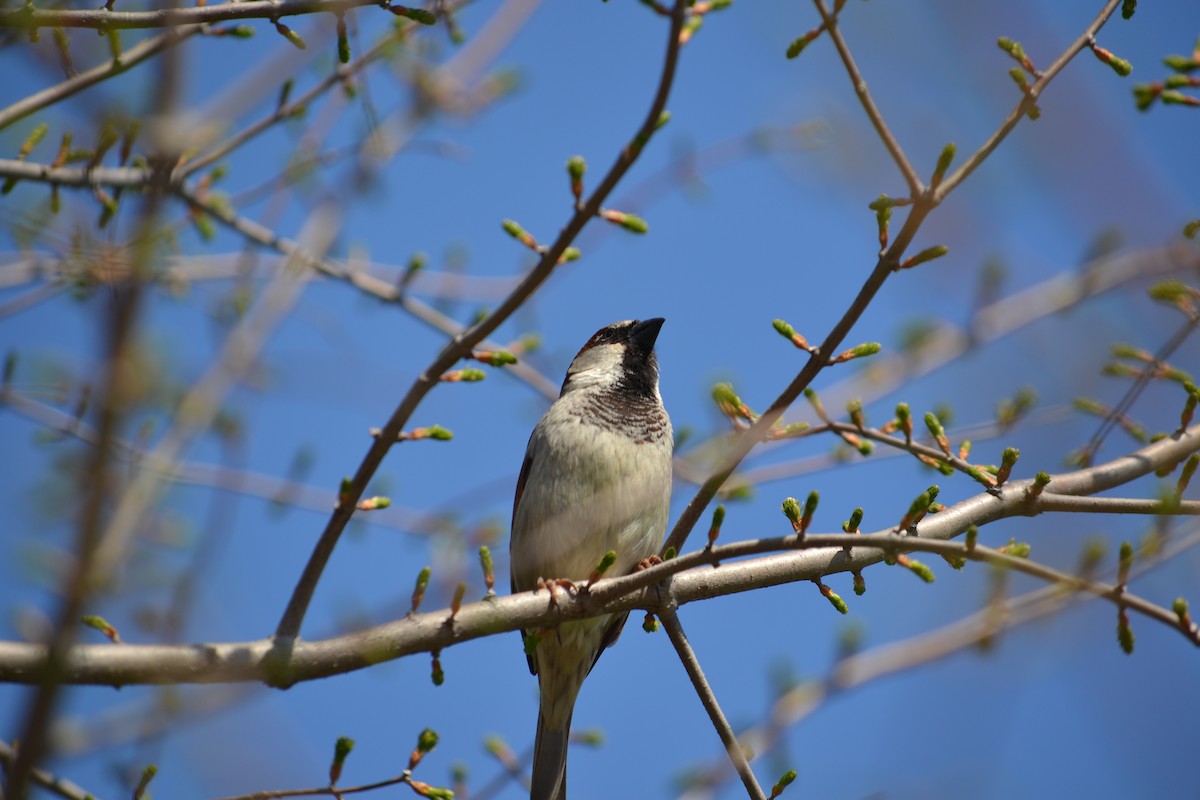 House Sparrow - ML322941461