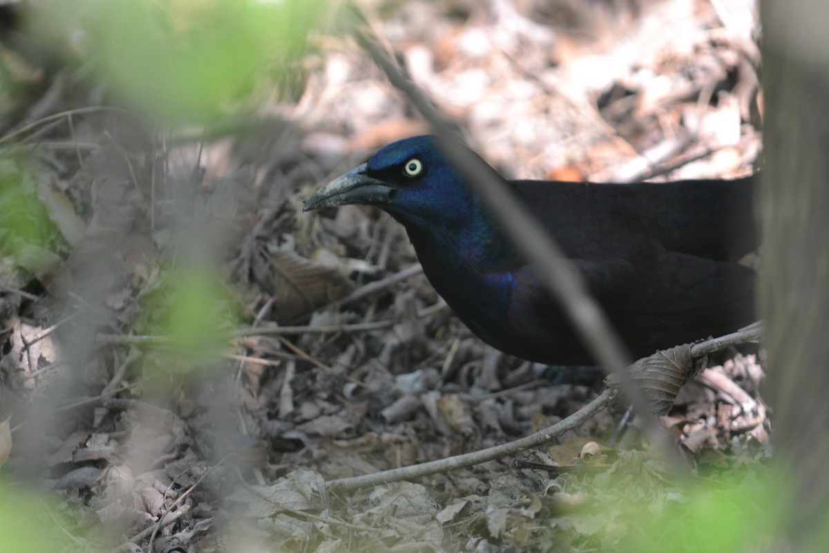 Common Grackle - ML322941531