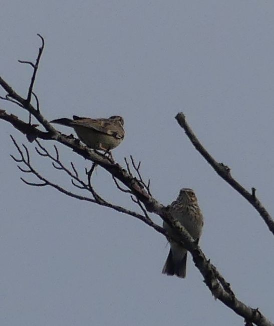 Wood Lark - Etienne Decencière