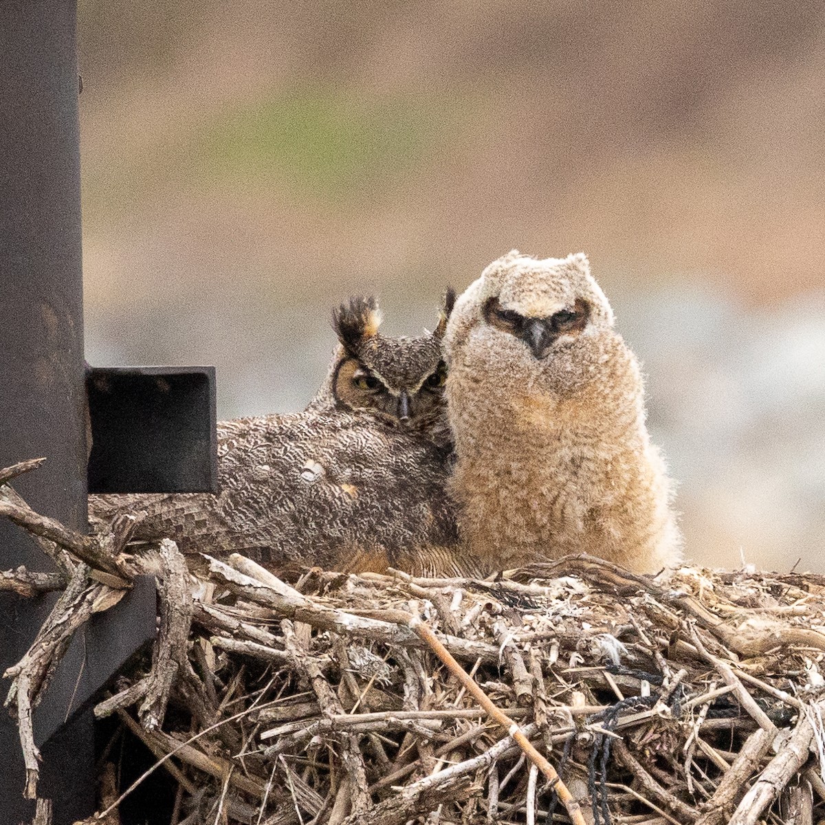 Great Horned Owl - Steve McInnis