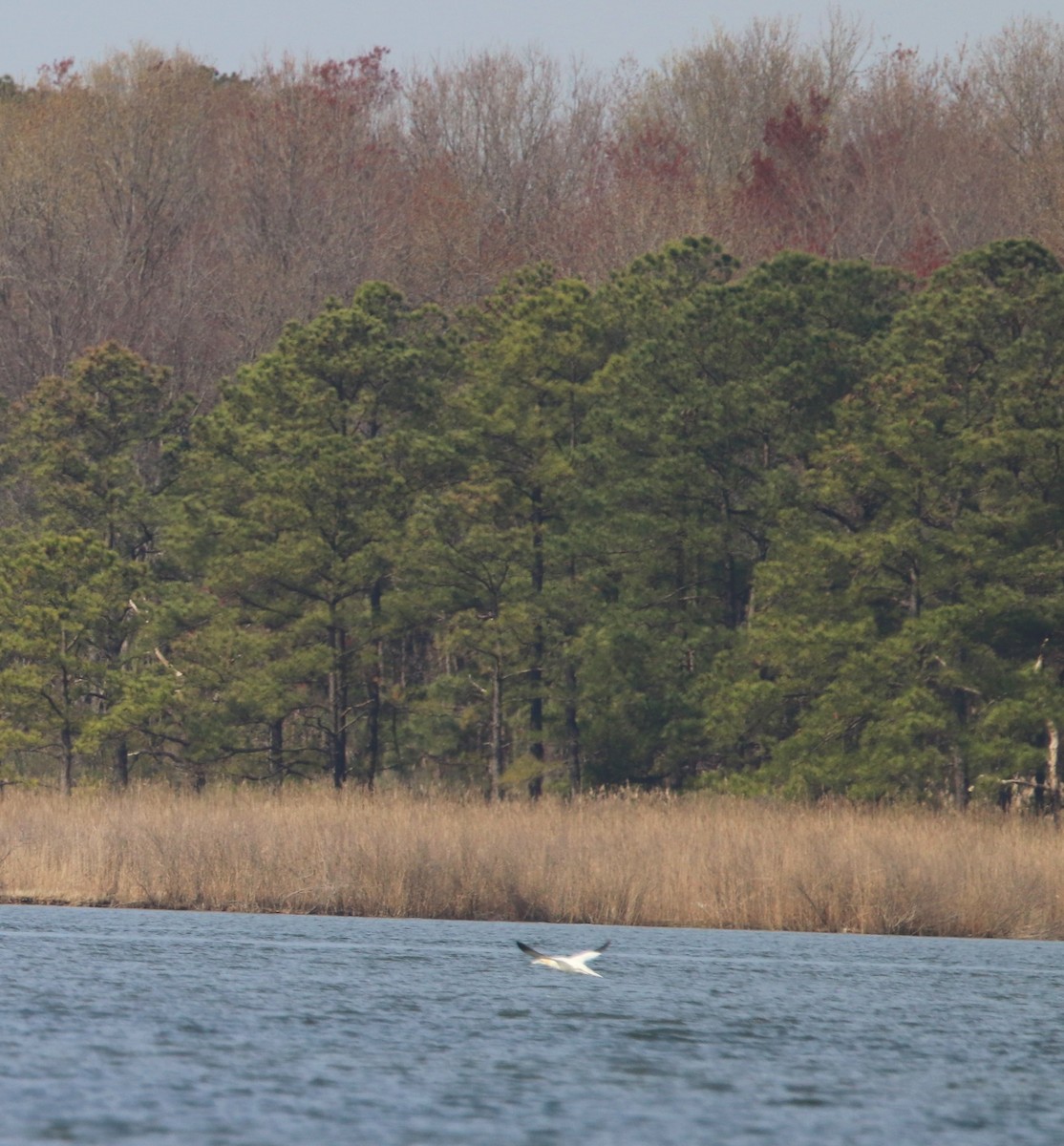 Northern Gannet - ML322946421