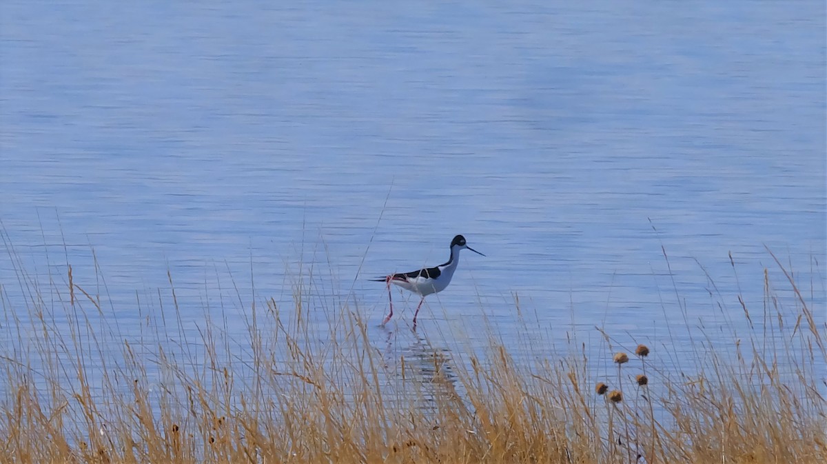 Black-necked Stilt - ML322946701