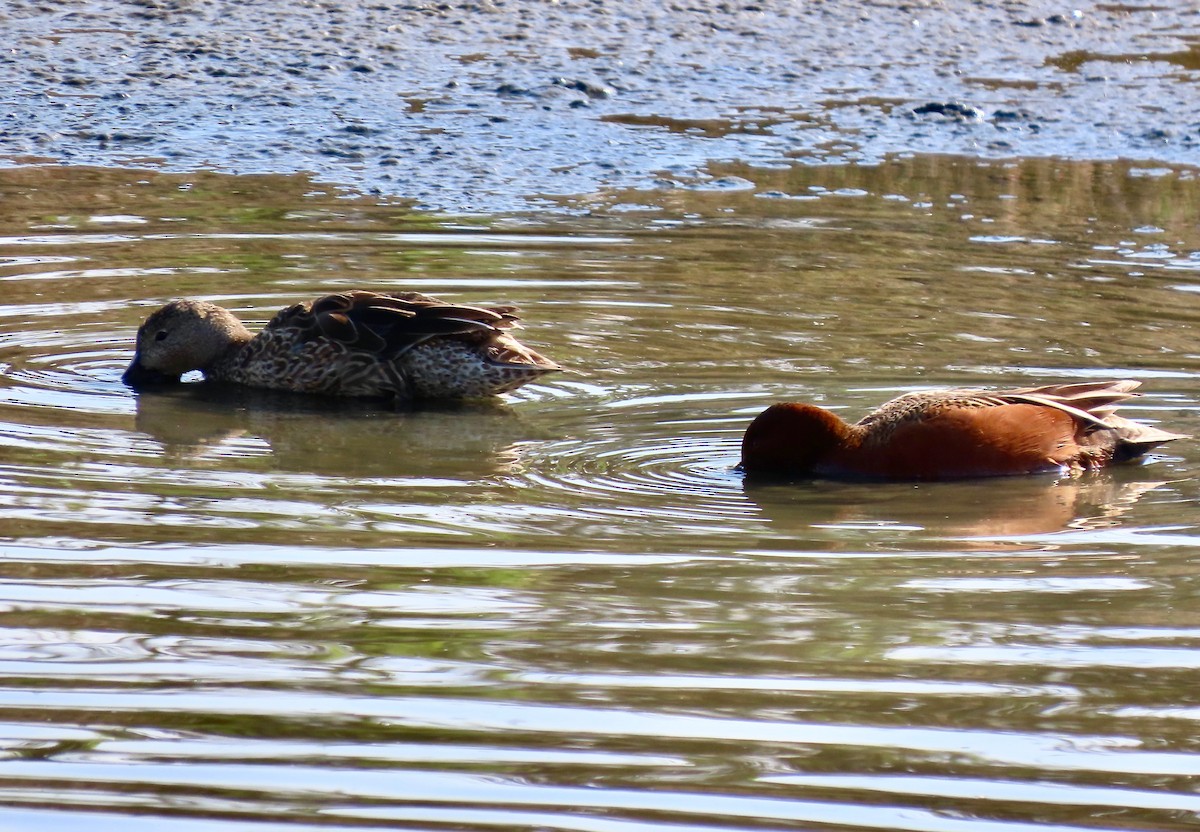 Cinnamon Teal - Lois Goldfrank