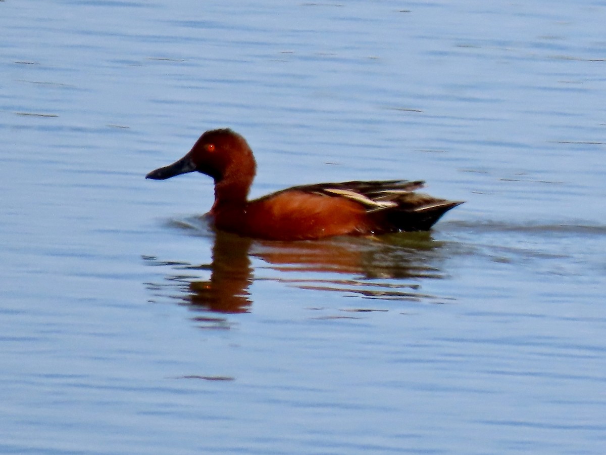 Cinnamon Teal - Lois Goldfrank