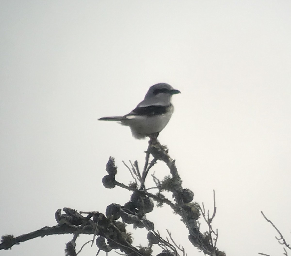 Northern Shrike - ML322948021