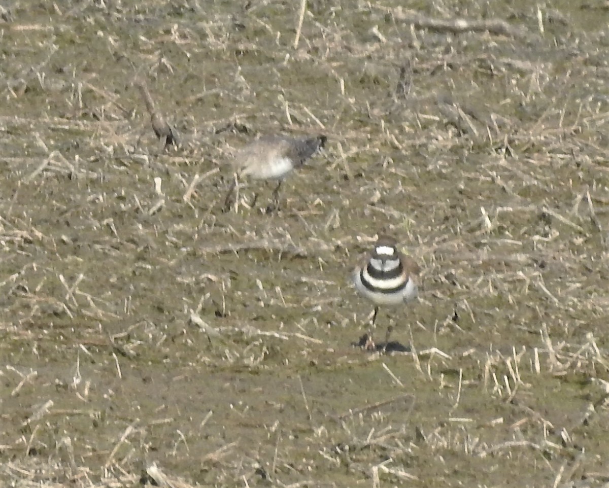 Curlew Sandpiper - ML322949401