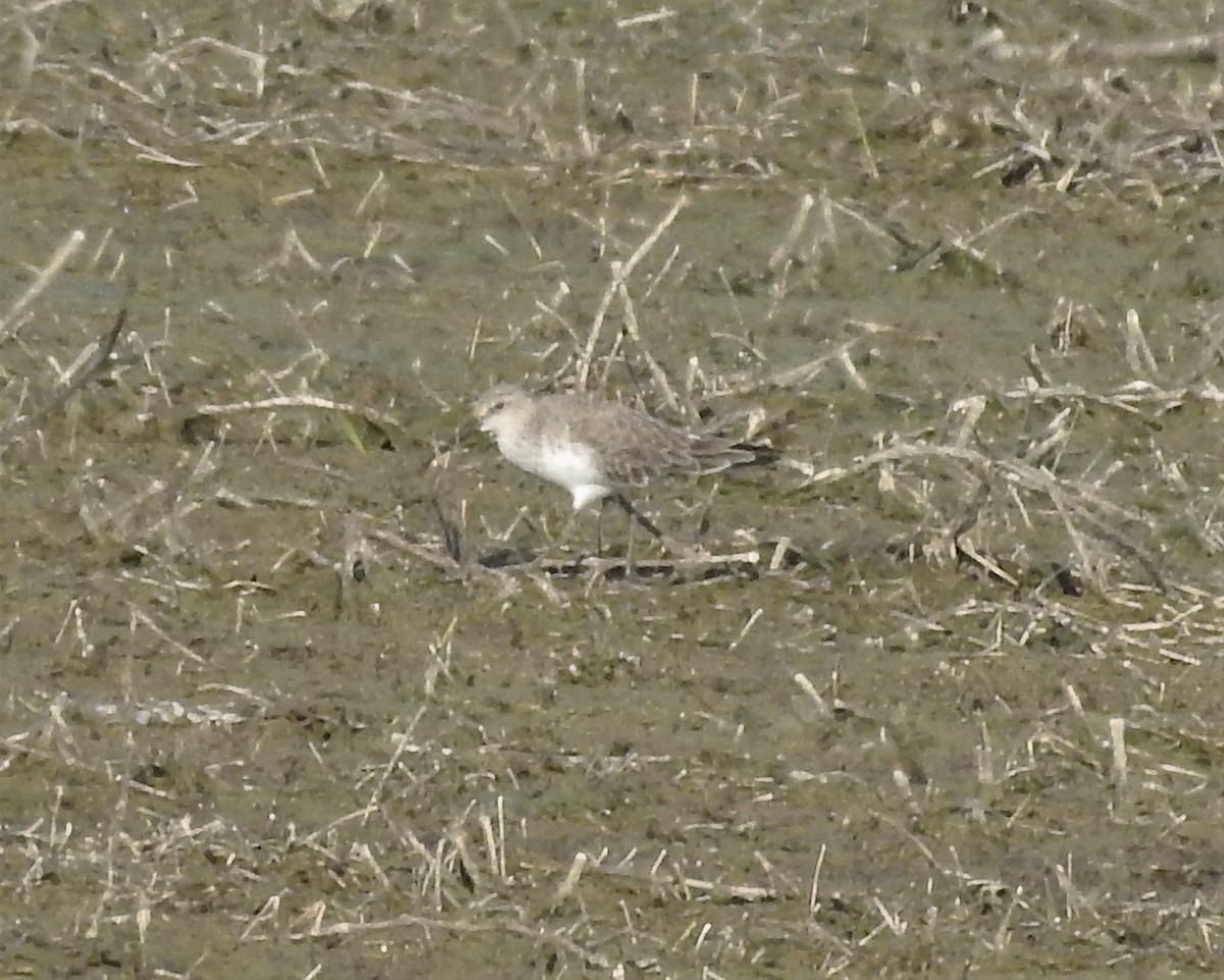 Curlew Sandpiper - ML322949461