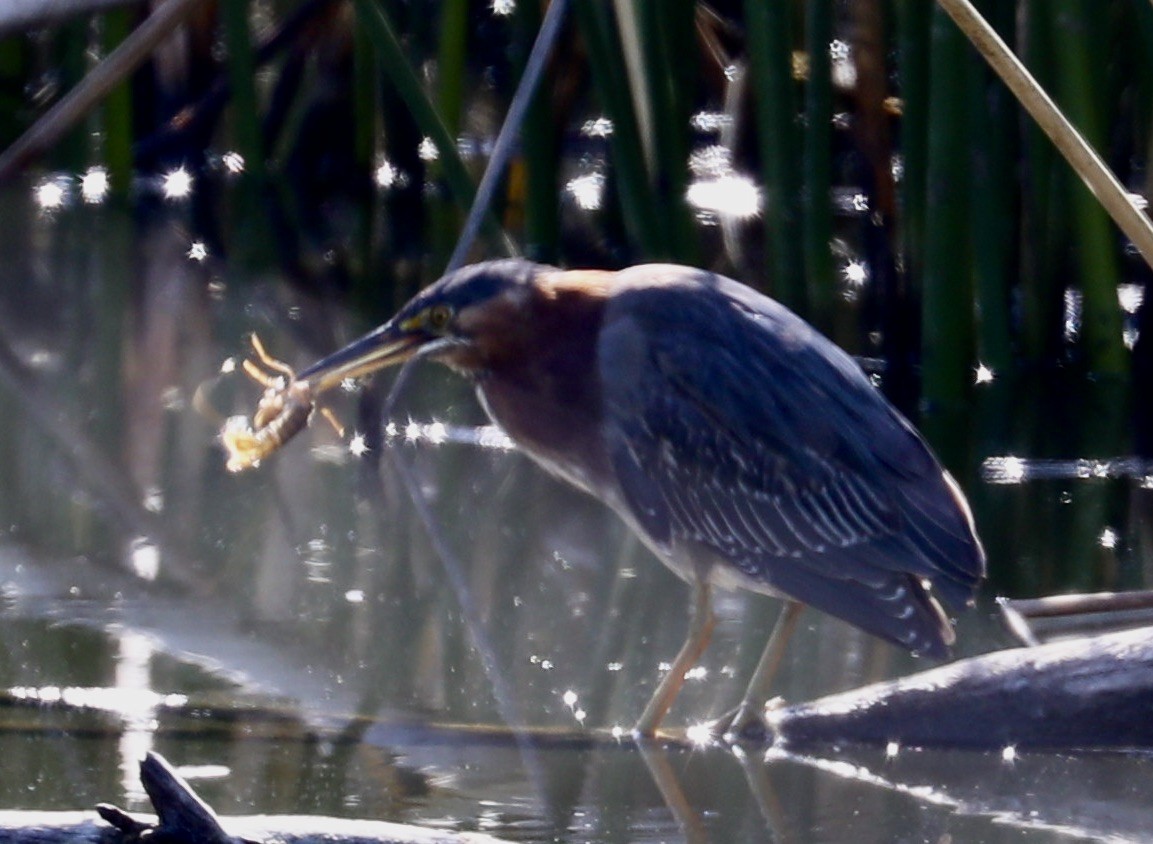 Green Heron - ML322951011