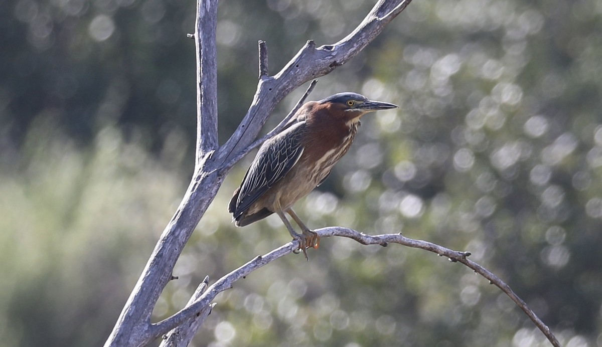 Green Heron - ML322951201
