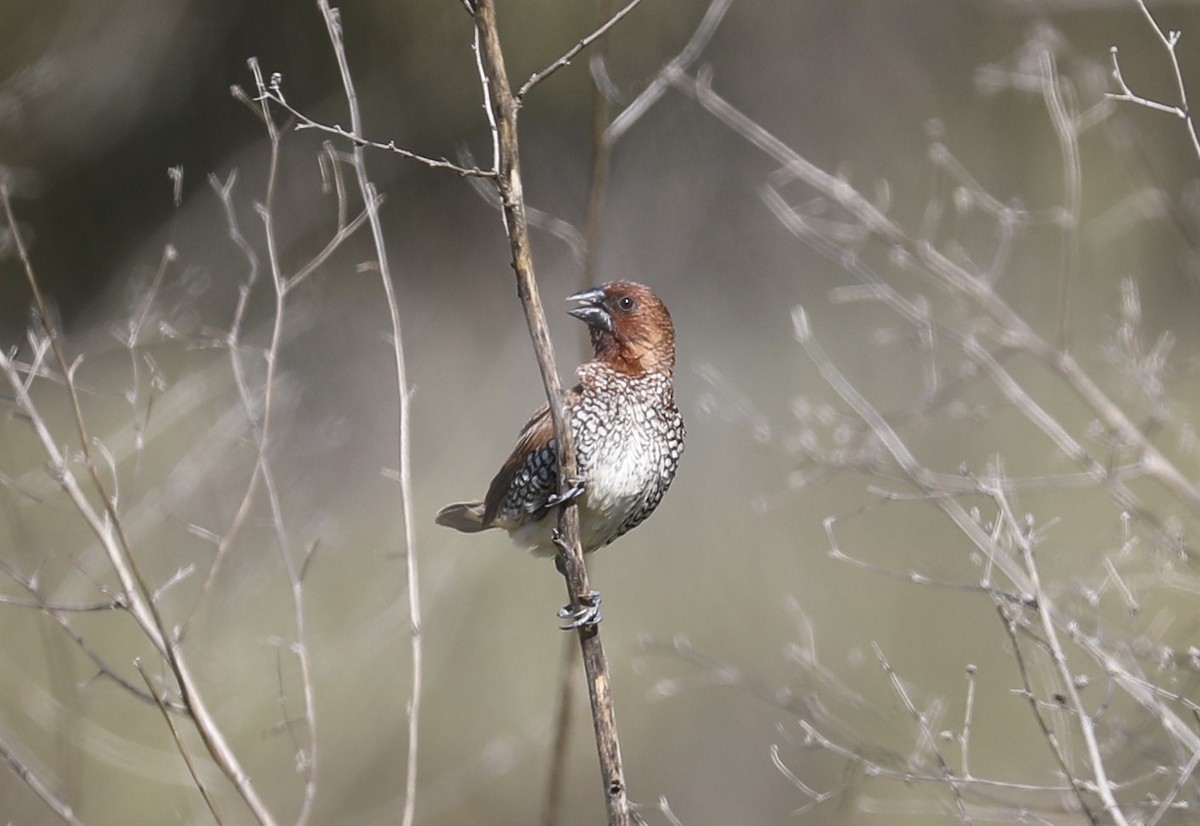 Scaly-breasted Munia - ML322951301