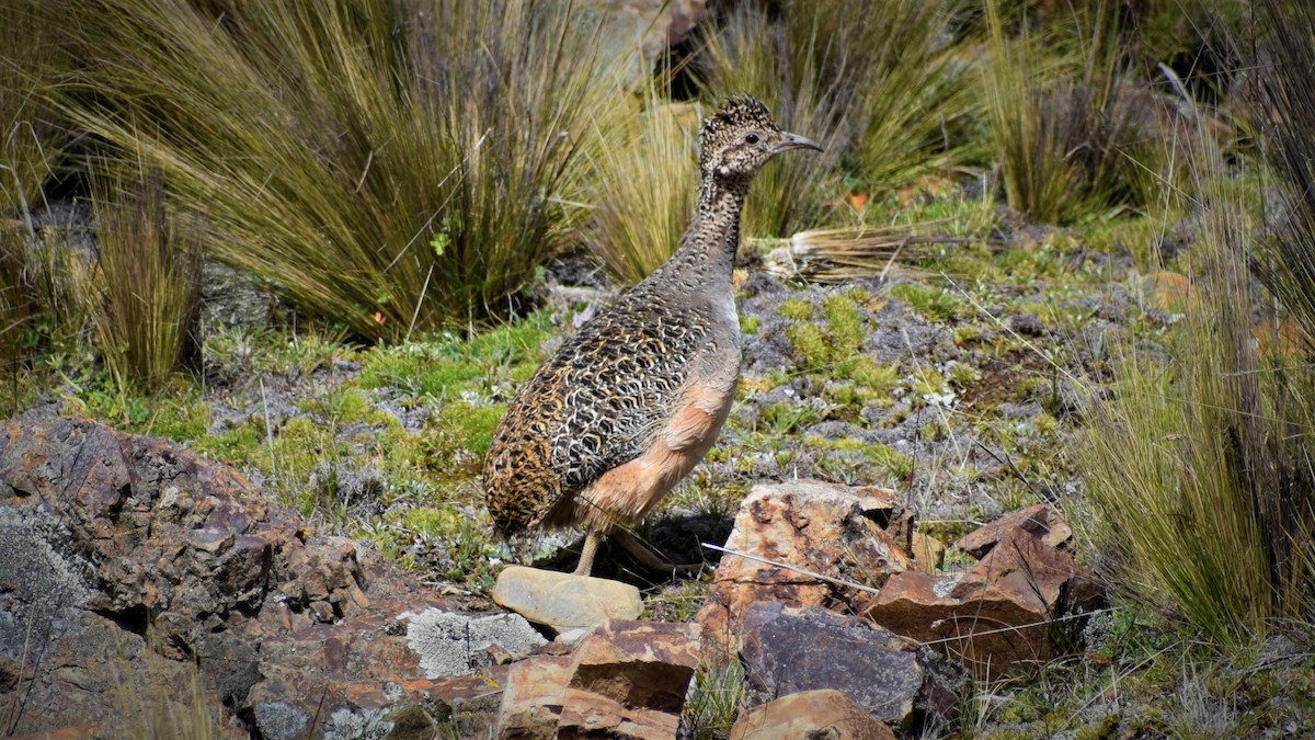 Ornate Tinamou - ML322951491