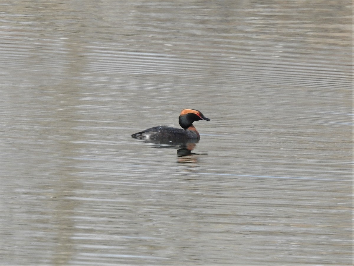 Horned Grebe - ML322953821