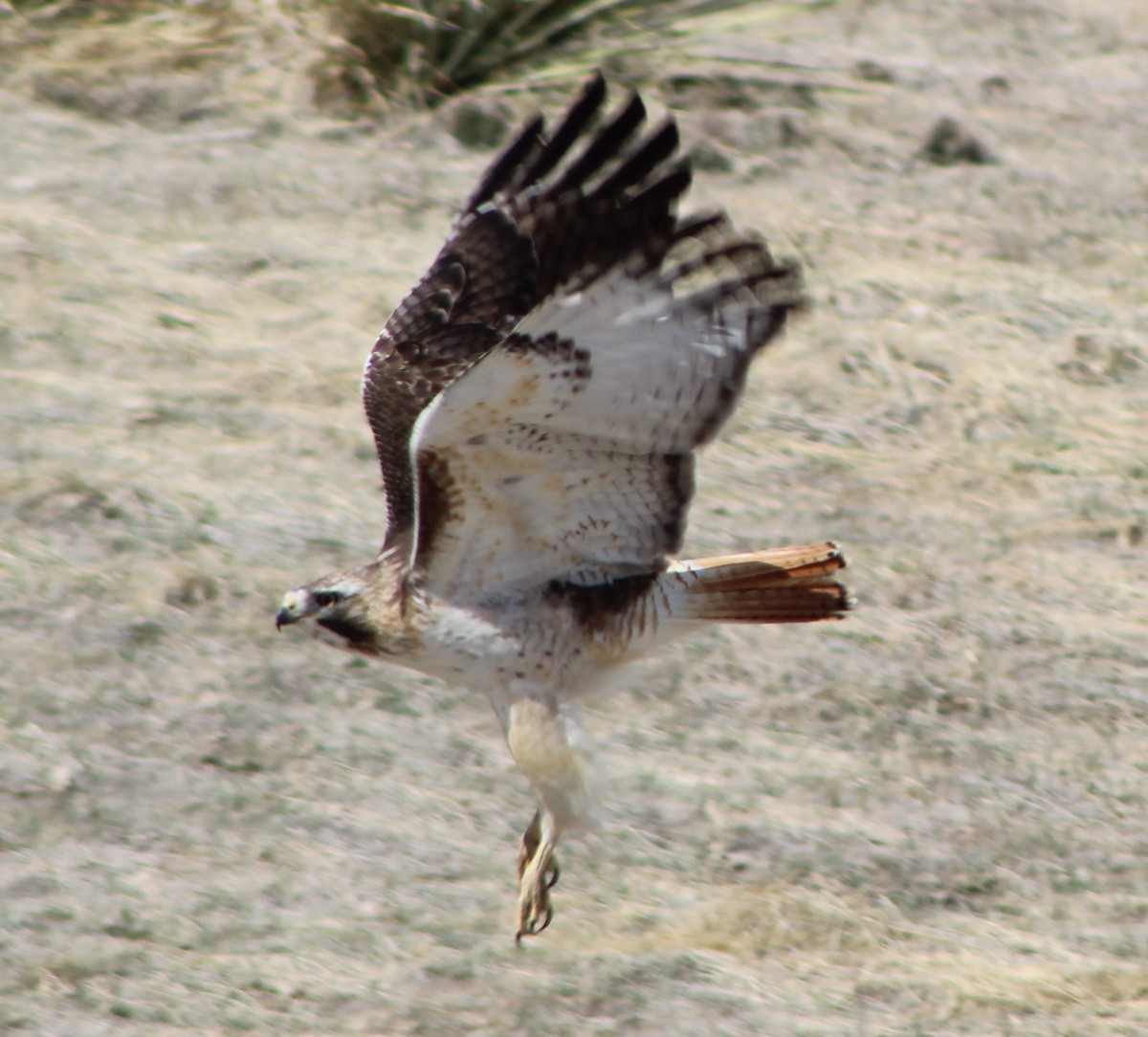 Rotschwanzbussard - ML322955491