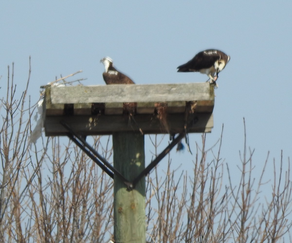 Osprey - ML322956561