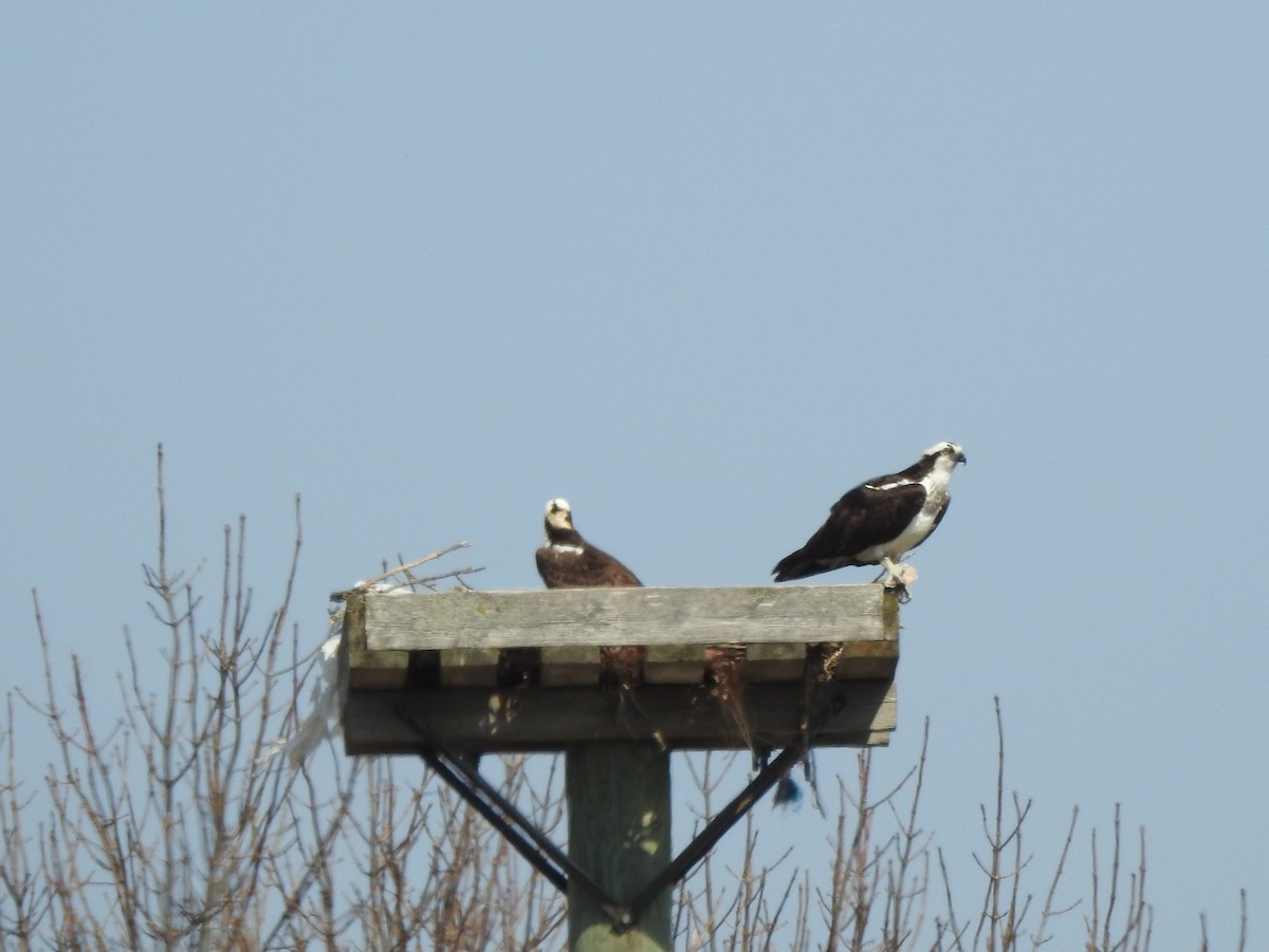 Osprey - Dave Milsom