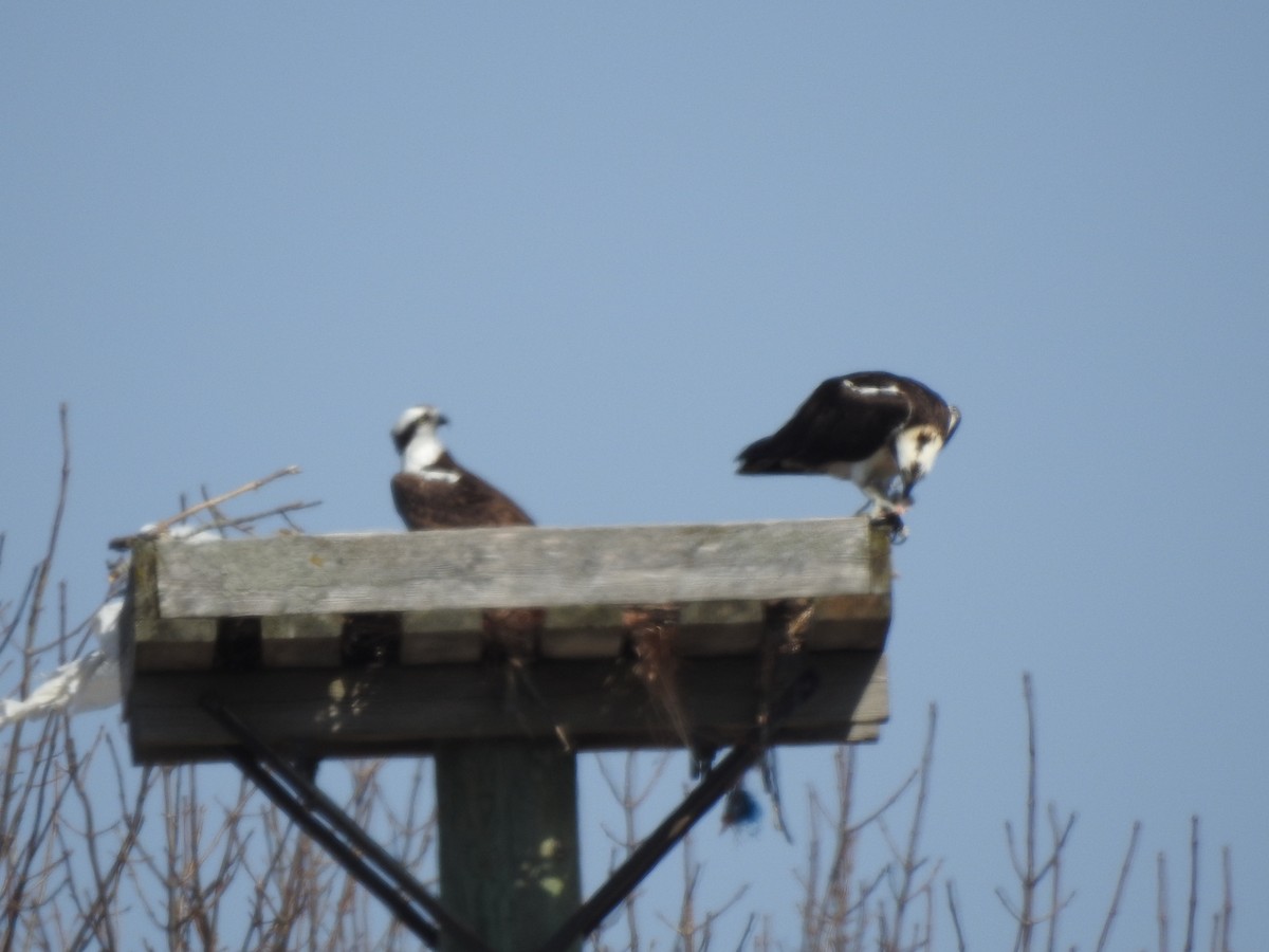 Osprey - ML322957121