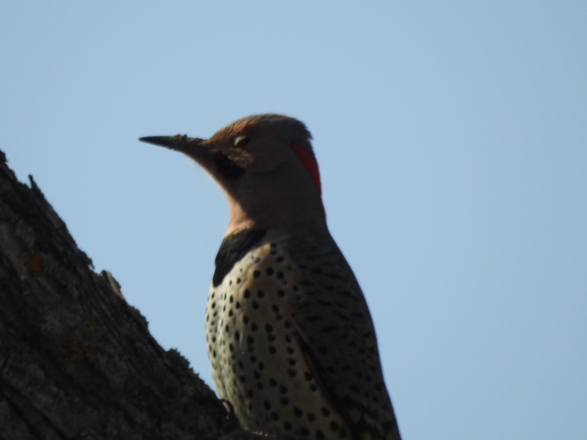 Northern Flicker - ML322957451