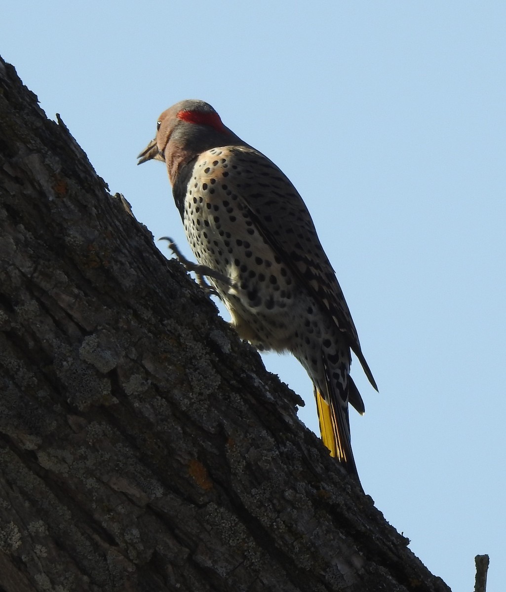 Northern Flicker - ML322957481