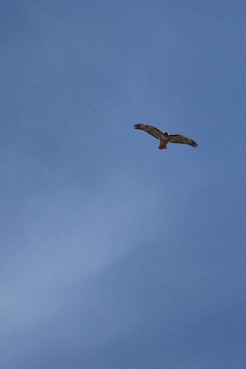 Red-tailed Hawk - ML322958751