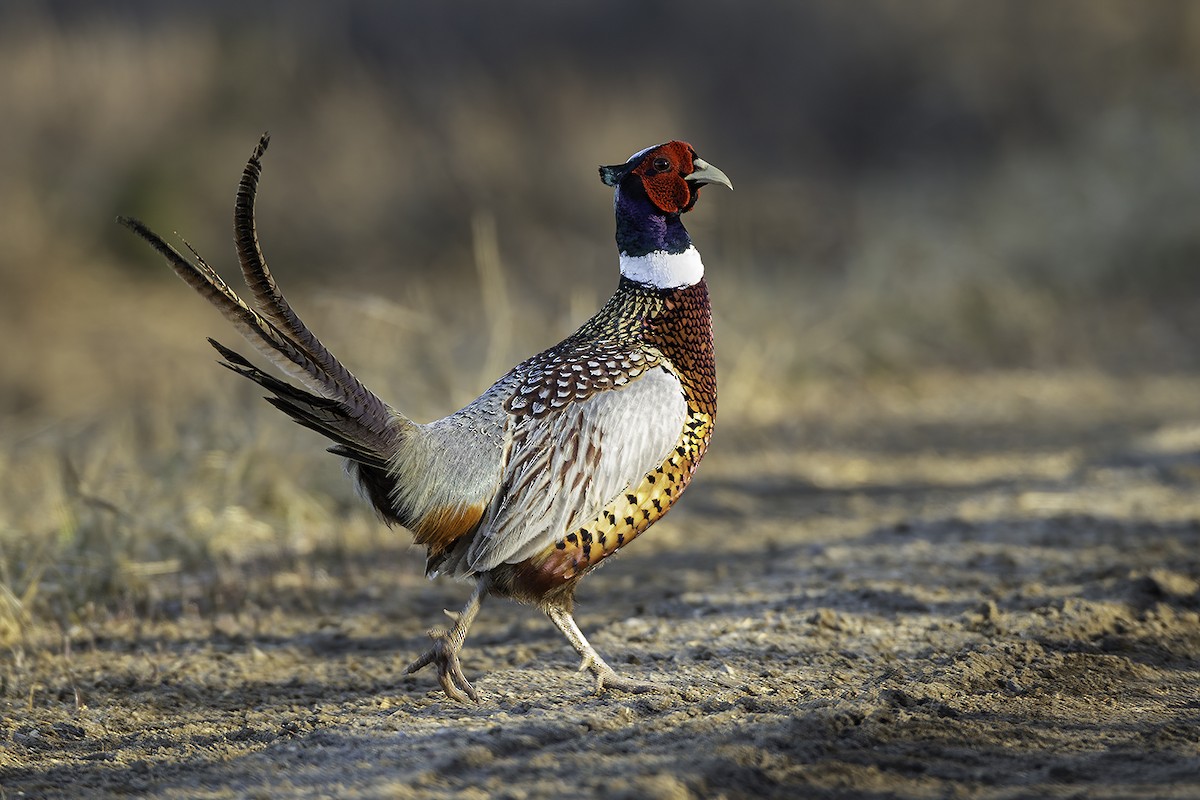 Ring-necked Pheasant - Jeff Dyck