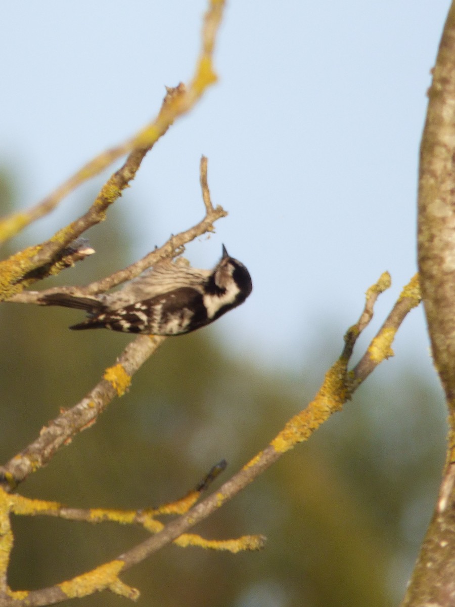 Lesser Spotted Woodpecker - ML322959691