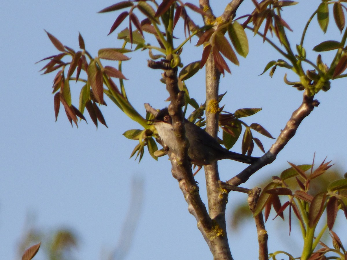 Sardinian Warbler - ML322960061