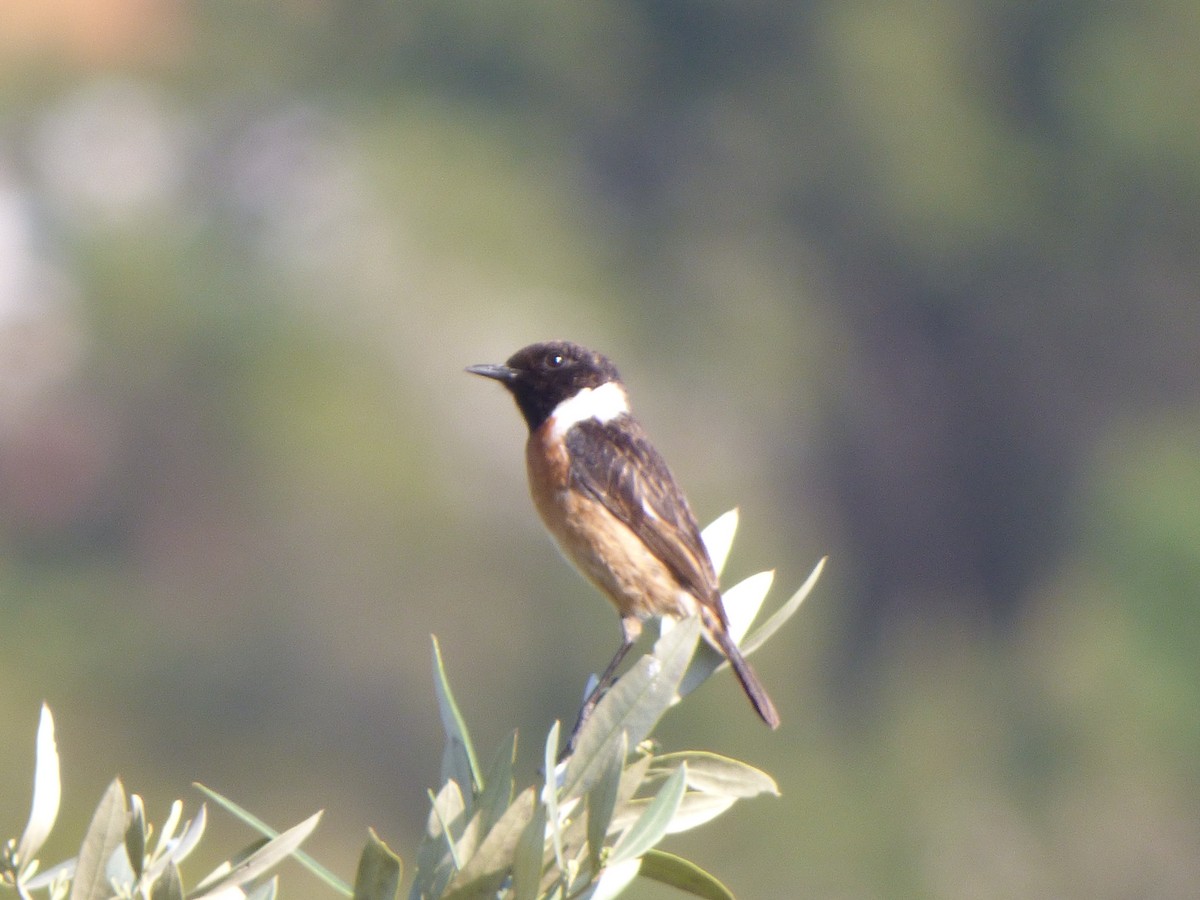 European Stonechat - ML322960571