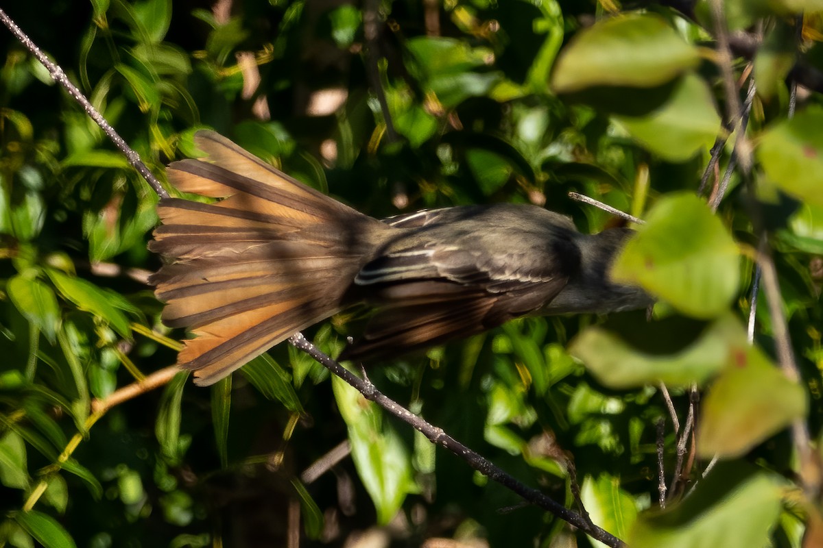 Great Crested Flycatcher - Phil Bartley